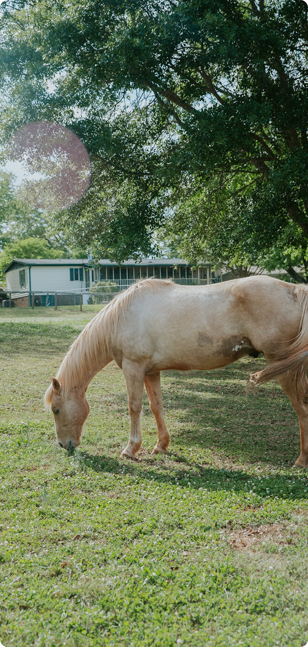 horse-participant-expectations@2x