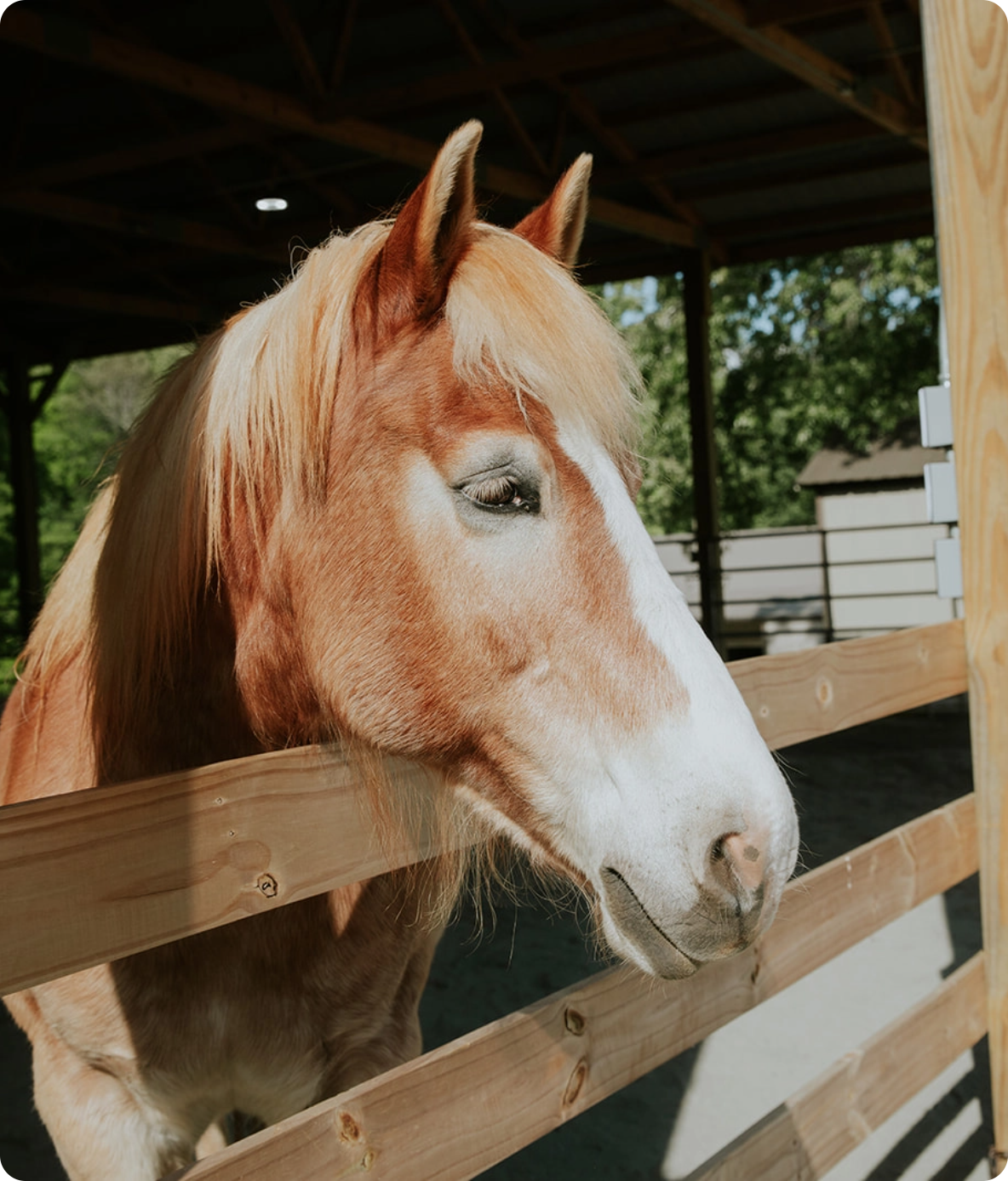 horse-portrait-ranch-guidelines@2x