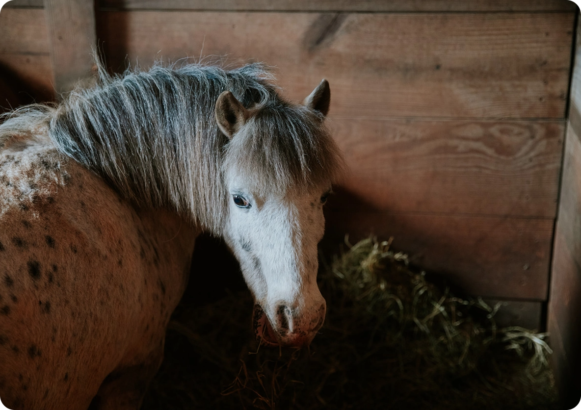 horse-portrait-special-events@2x